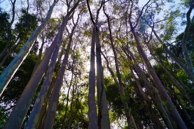 trunk, sunlight, day, outdoors, tree canopy, land, green, trees, beauty in nature, bamboo - plant, 2K, dark, sky, tall - high, low angle view, wild, tranquility