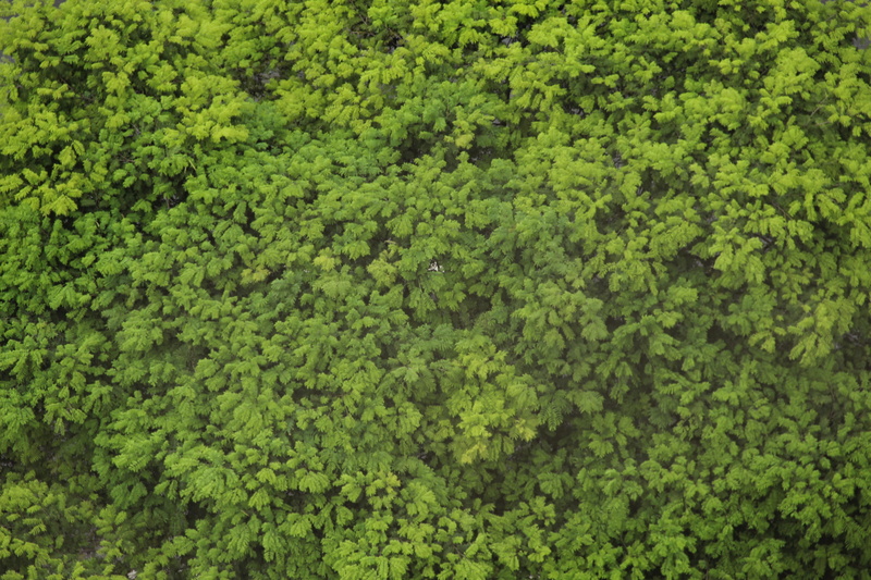 top, texture, 2K, topview, tranquility, leaf, day, green color, plant, no people, plant part, beauty in nature, growth, brazil, backgrounds, nature, full frame