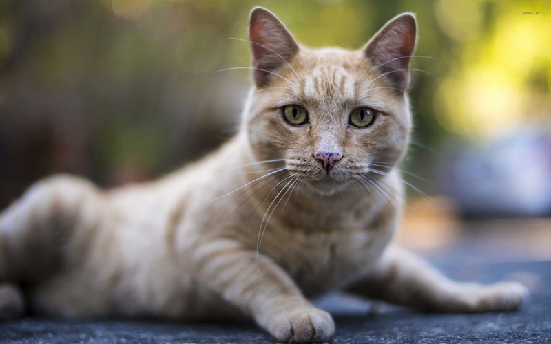 mammal, cat, animales, no people, animal, animal themes, looking at camera, one animal, gato, tabby, animal body part, portrait, focus on foreground, felino