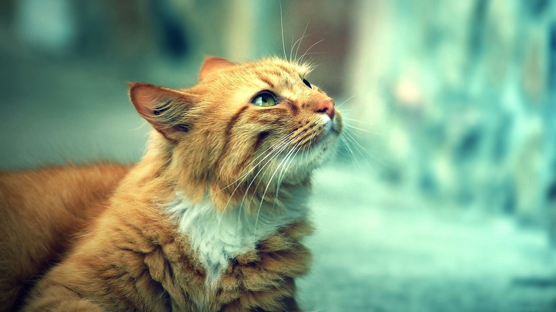 2K, felino, gato, mirada, comun