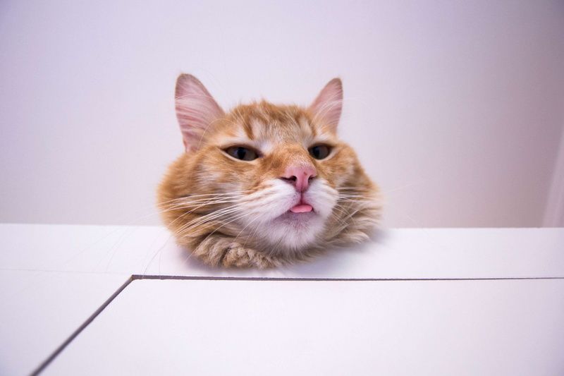 domestic animals, gato, domestic, looking at camera, ginger cat, pets, whisker, no people, 4K, fun, bigcat, maine coon cat, portrait, pink color, mammal