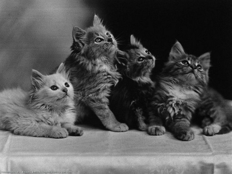 cute, m, gato, animal, 480P, cat, art, animals, kitten, cats, hd