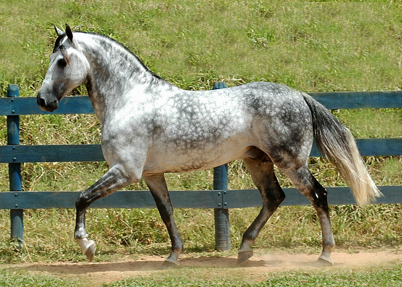 marchador, animals, animal, cavalo, 1080P, mangalarga, horse