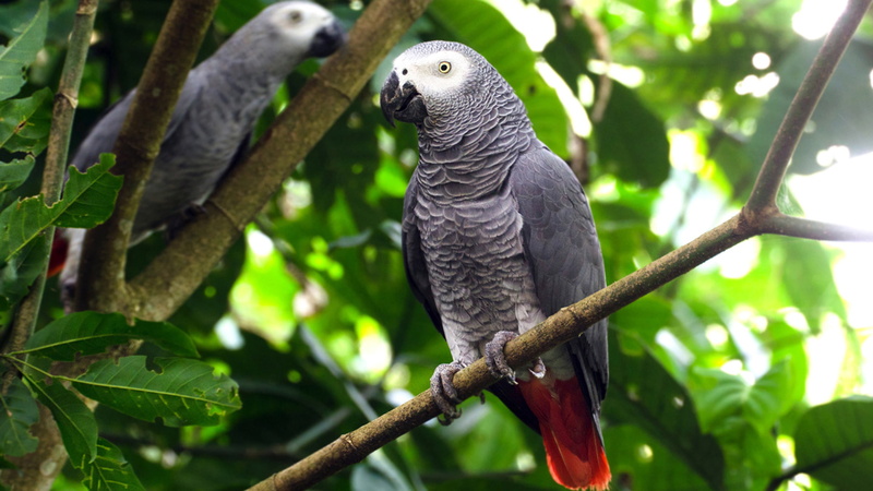 leaf, grey, focus on foreground, plant, perching, african, outdoors, animal, vertebrate, animal wildlife, one animal, branch, parrot, hd, animals in the wild