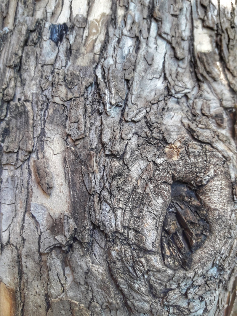 plant, trunk, wood, natural pattern, backgrounds, extreme close-up, argentina, textured effect, day, 4K, textured, no people, close-up, outdoors, madera