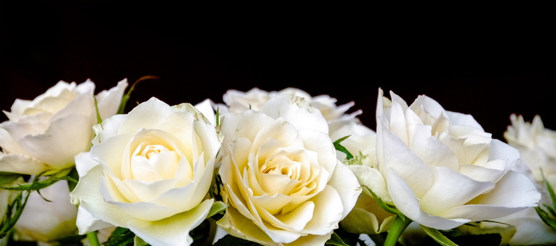 white, flower head, freshness, roses, flowers, blossom, beauty in nature, bloom, mothers day, focus, valentines day, rose, gate, bouquet of flowers, romantic