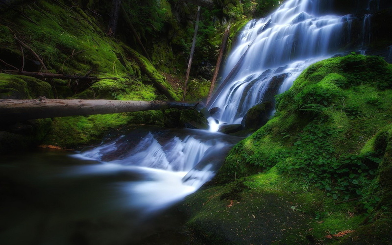 tree, flowing water, 1080P, scenics - nature, motion, long exposure, flowing, nature, beauty in nature, blurred motion, non-urban scene, solid, forest