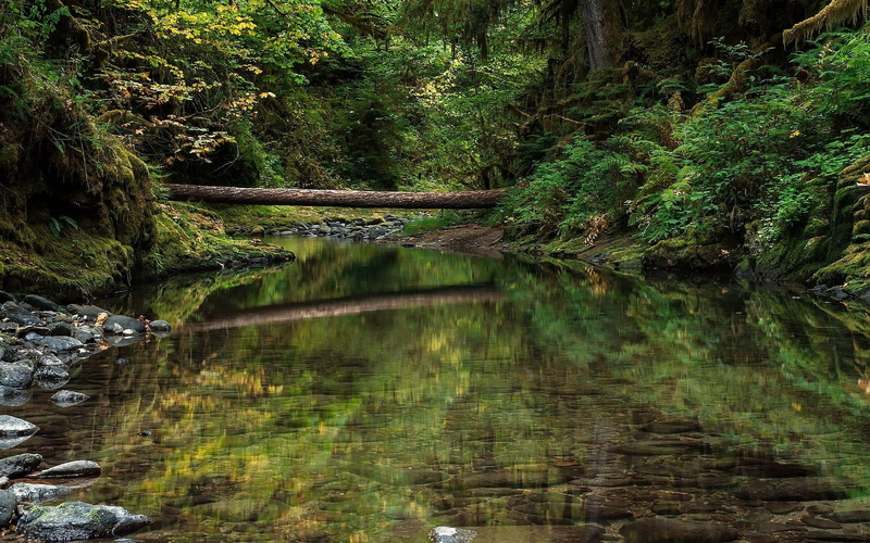 non-urban scene, land, idyllic, growth, lake, outdoors, reflection, tranquility, day, flowing, 1080P, green color, water, scenics - nature, plant, no people