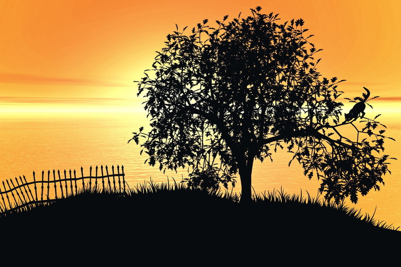 atmosphere, idyllic, growth, meadow, landscape, plant, cat, tree, grasses, clear sky, fantasy, metal fence, orange color, back light, sky, non-urban scene