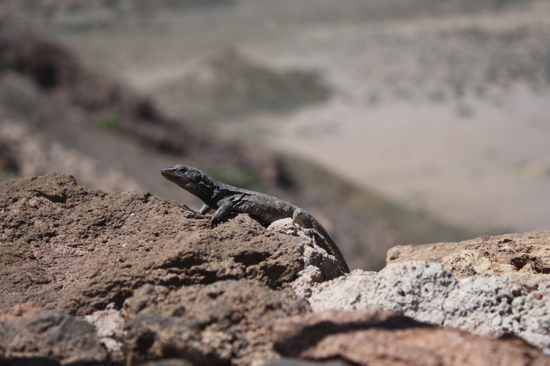 lizards, rock, one animal, vertebrate, 4K, focus on foreground, animal themes, animals in the wild, outdoors, lizard, reptiles, photography, Photoshop