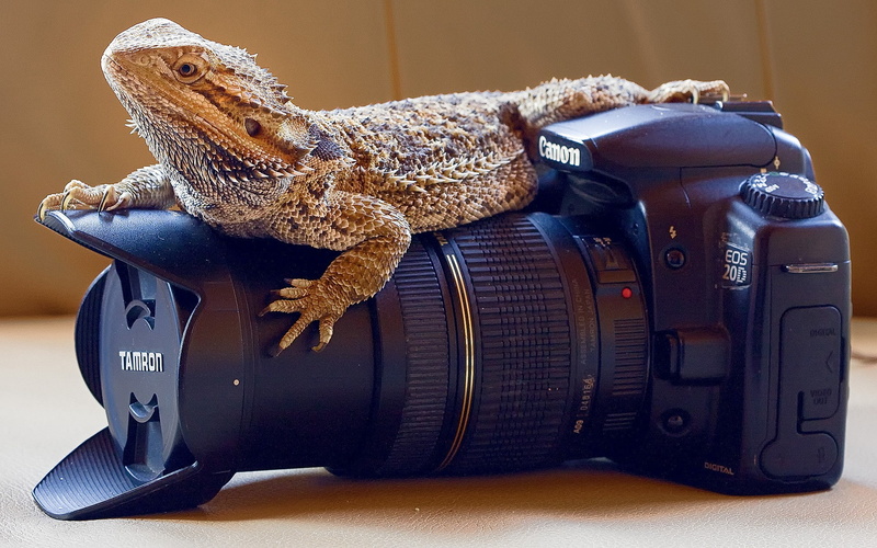 vertebrate, no people, one animal, reptile, animal, animal themes, lizards, skin, lens, close-up, closeup, camera, photography, photographing, animal wildlife