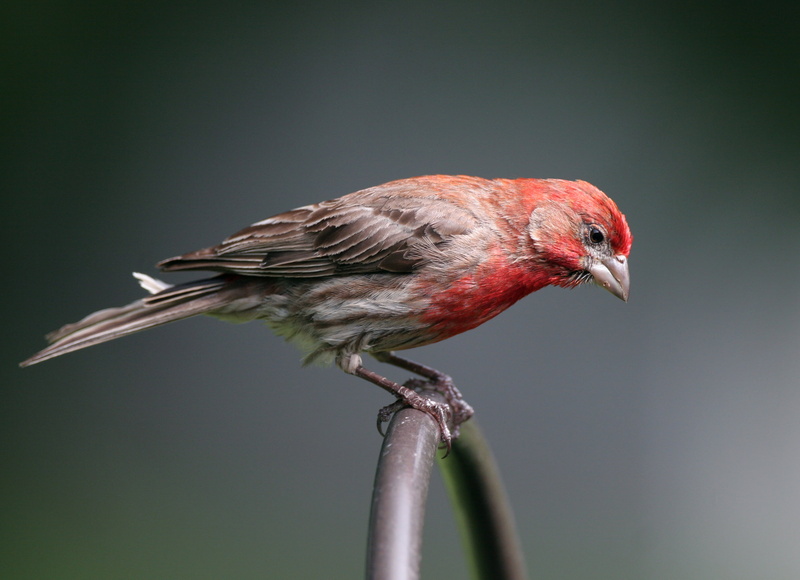 daytime, wire, black wire, purple finch, black, wildlife, House Finch, animal, my turn, finch, perched, bird, nature, 2K, beak, house
