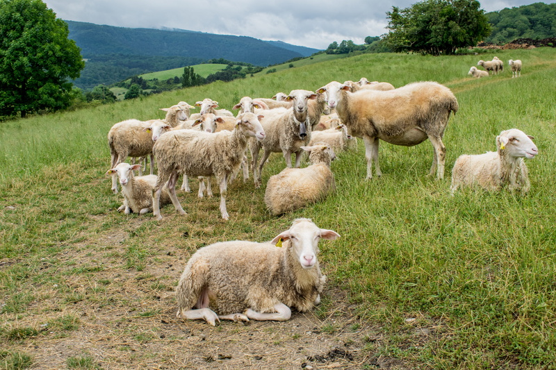 Path, environment, of course, field, Santiago, livestock, land, ram, sheep, trail, blue, lamb, vertebrate, animals, outdoors, wonderful, quiet, trees, herd
