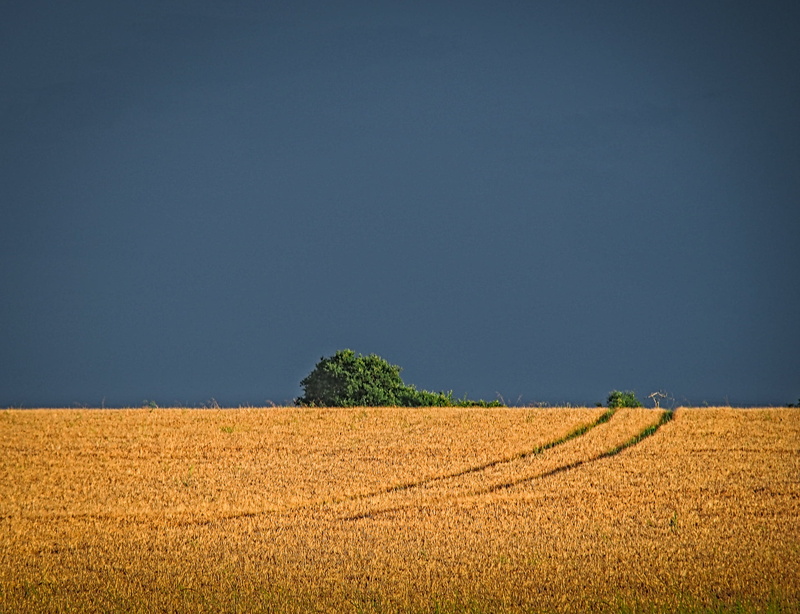 grass, rural Scene, field, golden, sky, leaf, tree, green leaf, en, landscape, farm, Champs, agriculture, yellow, feu, land, outdoors, blue, summer, green