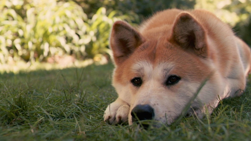 grassland, animals, 1080P, brown, white, nature, grass, akita, meadow, wonderful, stunning, hachiko, beautiful, nice, dogs