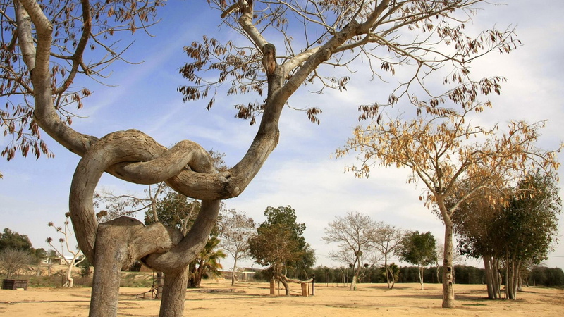 wonderful, amazing, nature, trees, 1080P, tree, nature and landscapes, tied, landscape, awesome, beautiful