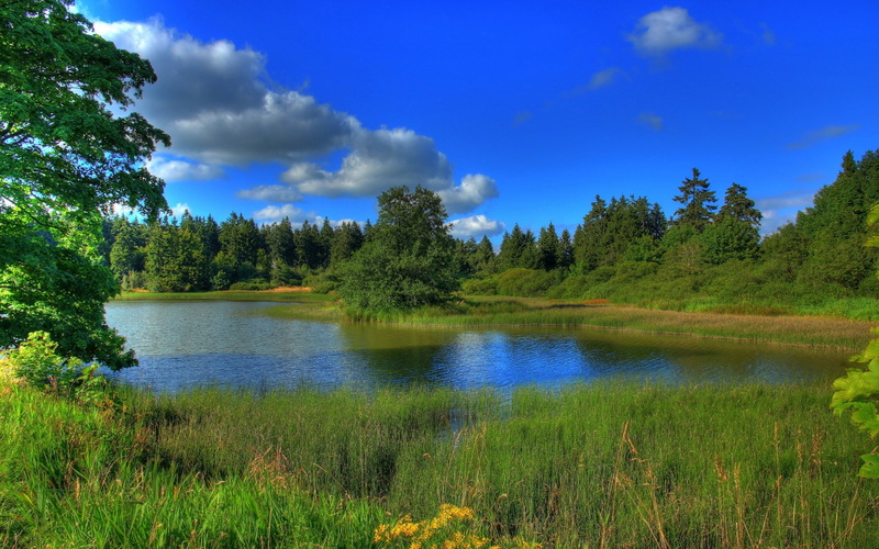 plant, wonderful pictures of nature hd background 1920x1200, water, tranquil scene, nature, no people, outdoors, pine woodland, forest, beauty in nature