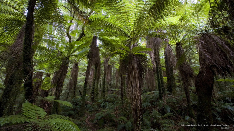 forest, island, north, Nature, park, 2K, zealand, whirinaki, new