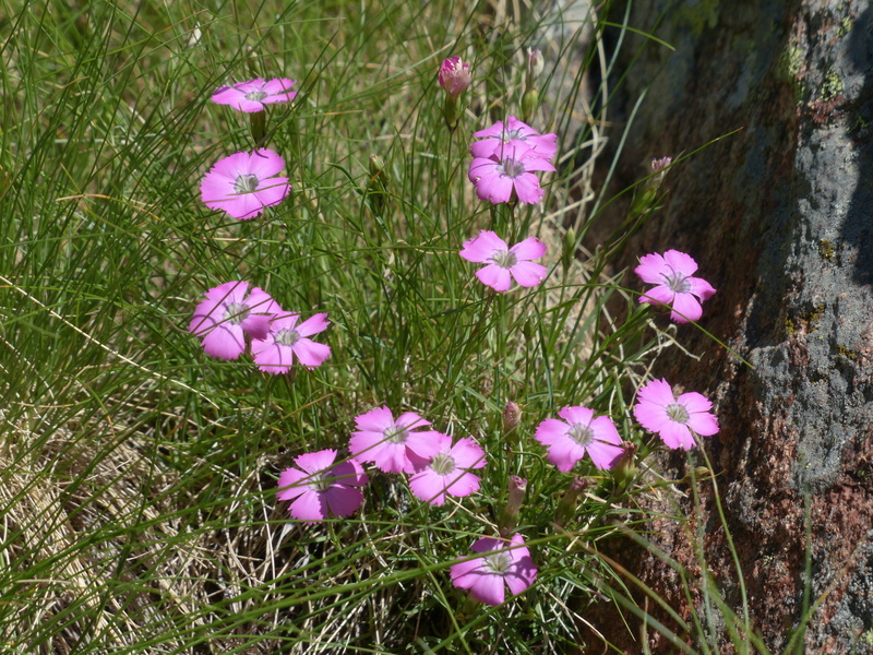 petal, alps carnation, kuhdrecknagerl, vulnerability, plant, springtime, growth, inflorescence, land, flower, pink color, dianthus glacialis, eastern alps carnation