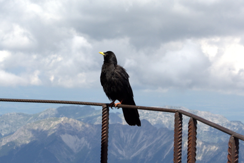 eastern alps, no people, raven - bird, animal, silent, nature, wetterstein mountains, relaxation, cloud - sky, snow, far right, animal wildlife, mountain