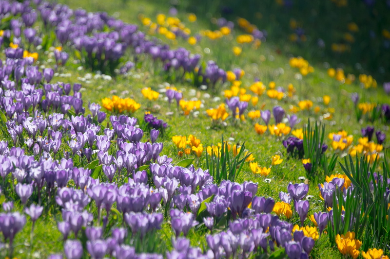purple, flowers, mountain meadow, growth, spring, flower, yellow, sunny, idyllic, forest floor, 4K, land, vulnerability, freshness, flower Head, flowerbed