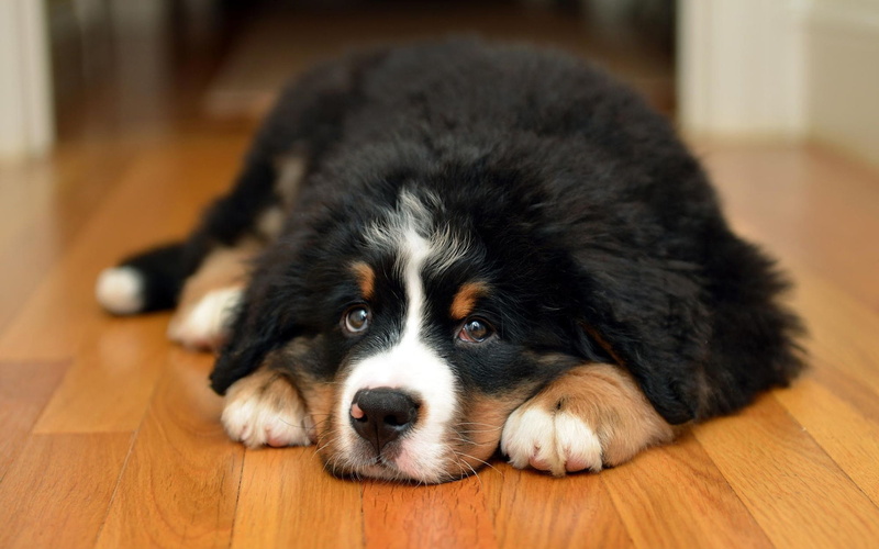 room, Bernese mountain dog, 1080P, floor, lies, dog, look, puppy, face