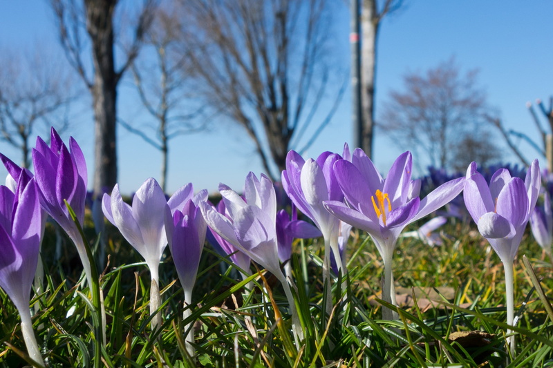 petal, Blossom, 2K, holiday, flower head, purple, idyllic, sky, flower meadow, wild flowers, vulnerability, Flowers, springtime, focus on foreground, day