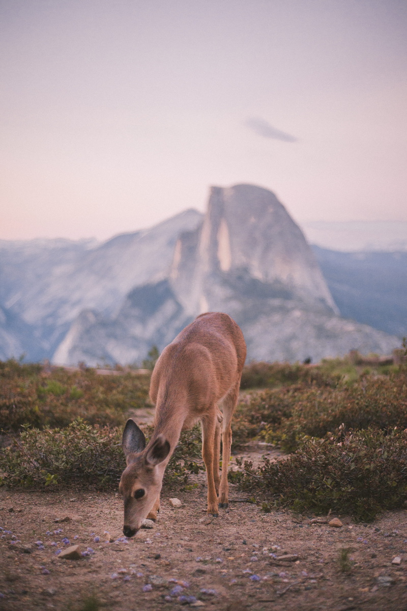 environment, vertebrate, selective, wilderness Area, mountain, smelling, animals In The Wild, domestic animals, sky, field, herbivorous, 5K, standing