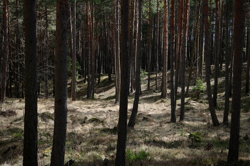 plant, lichtspiel, environment, woodland, unaffected, spruce, moss, coniferous forest, dark, remote, non-urban scene, leaves, bamboo - plant, tranquil scene