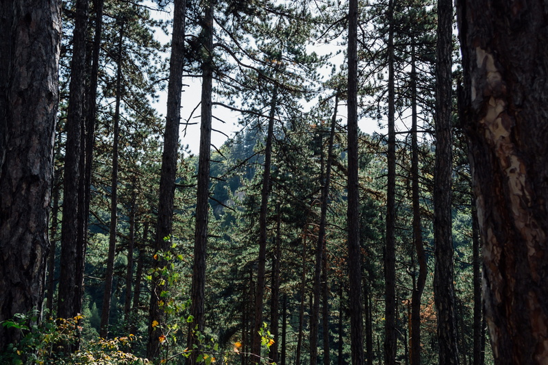 pine tree, peace, bamboo - plant, light, beauty in nature, hilly, mountains, scenics - nature, hill, tranquil scene, mountain, day, green, conifers, woodland