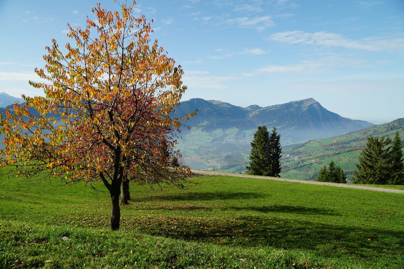 mostelegg, environment, land, sattel-hochstuckli, bergtour, autumn, tranquility, nature, beauty in nature, tree, field, rural, hike, mostelberg, rigi, season