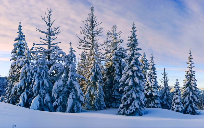 environment, frozen, cloud - sky, beauty in nature, land, landscape, growth, green, trees, day, sky, snowcapped mountain, tranquility, cold temperature