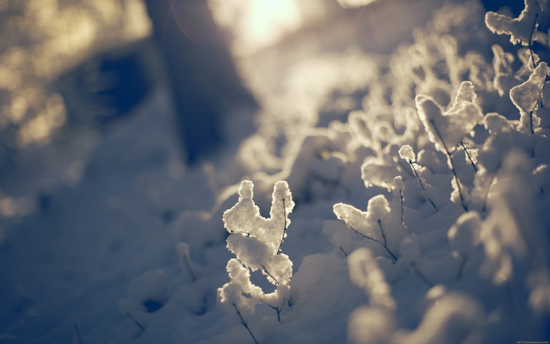 selective focus, depth of field, land, field, 1080P, beauty in nature, snow, nature, white color, no people, winter, sunlight, focus on foreground, day
