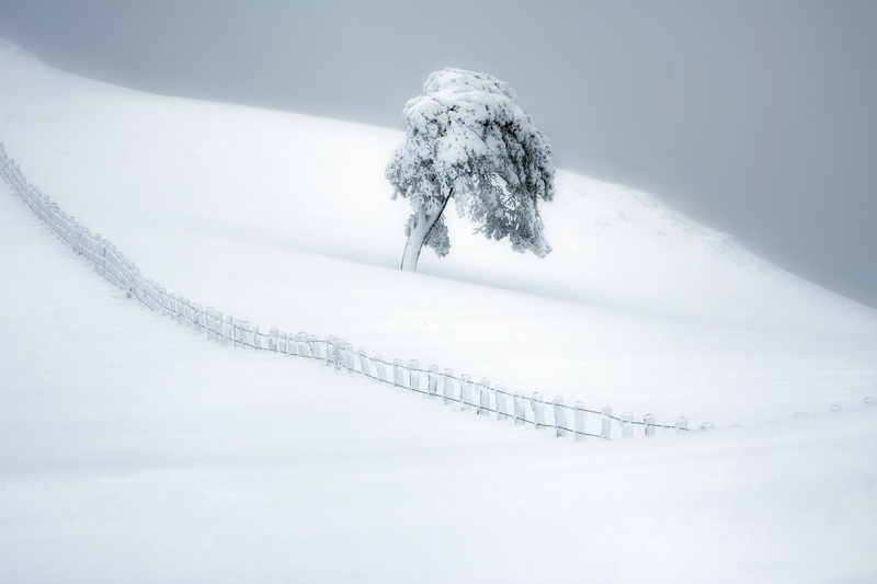 day, extreme weather, white color, snow, beauty in nature, covering, tranquility, field, landscape, plant, land, deep snow, snowing, powder snow, tranquil scene