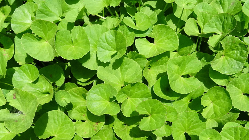 medicinal, plant part, indian water navelwort, brahmi, leaves, hydrocotyle reniformis, mandukaparnni, water, green, full frame, khulakhudi, herb, freshness