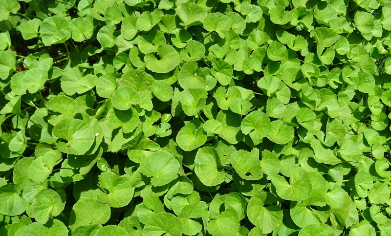 thalkudi, full frame, field, pennyweed, coinwort, hydrocotyle asiatica, ekpani, nature, khulakhudi, freshness, outdoors, centella asiatica, growth, floating on water
