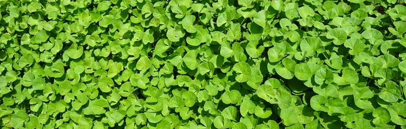 lush foliage, ayurveda, indian pennywort, spadeleaf, pennyweed, brahmi, field, plant part, medicinal, khadabrahmi, brahmamanduki, no people, nature, health