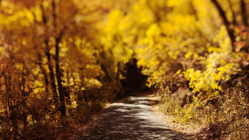 tree, no people, land, nature, forest, outdoors, beauty in nature, road, dirt road, diminishing perspective, 8K, woodland, dirt, direction, nature full size desktop 7680x4320