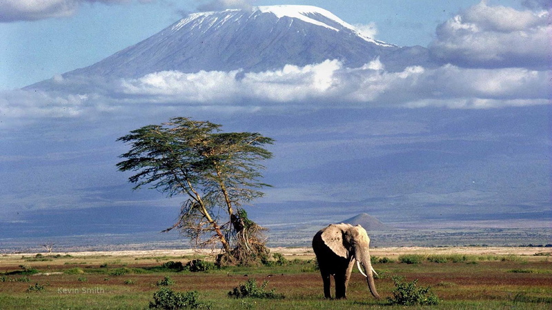 foot, plain, mountain, mount, kilimanjaro, tree, 1080P, nature and landscapes, elephant