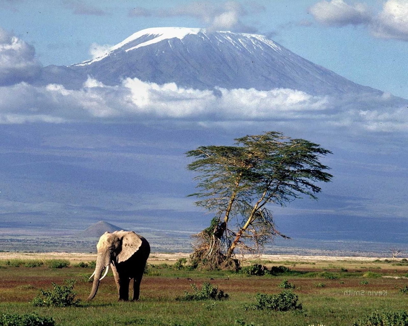 720P, Mount Kilimanjaro, nature, Africa, elephant, animals, landscape