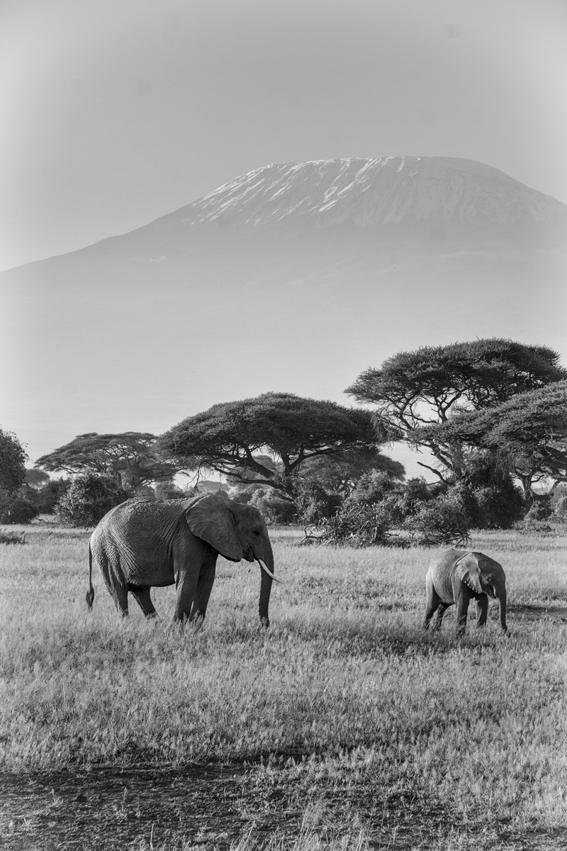 kilimanjaro, elephant, wilderness, animals in the wild, african elephant, hauer, africa, herbivores, animal themes, herd, beauty in nature, elephant family