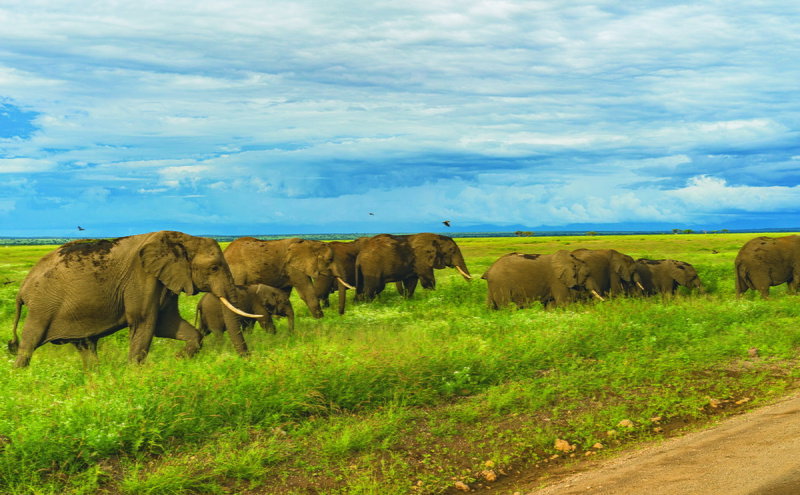 march, mammal, sky, plant, beauty in nature, elephant, birds, nairobi, nature, land, no people, group of animals, bird, 5K, horizon, herd, pack, of, domestic animals