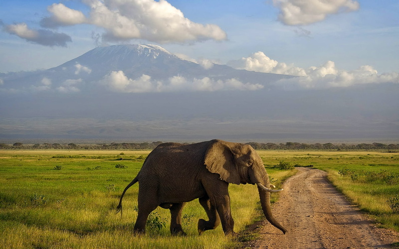 animal, cloud - sky, tourism, wildlife Reserve, african Elephant, Amboseli, national Park, scenics, nature, herbivorous, wilderness Area, plant, animal wildlife
