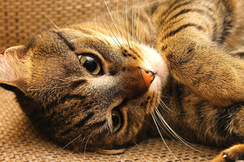 animal themes, animal head, relax, my favorite, peaceful, relaxation, domestic, eyes, no people, feline, mammal, animal, tabby, close-up, pets, lying, rest