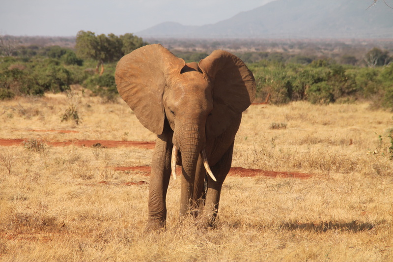 animal trunk, african elephant, day, outdoors, africa, one animal, 4K, nature, environment, land, animals in the wild, travel, animal wildlife, plant
