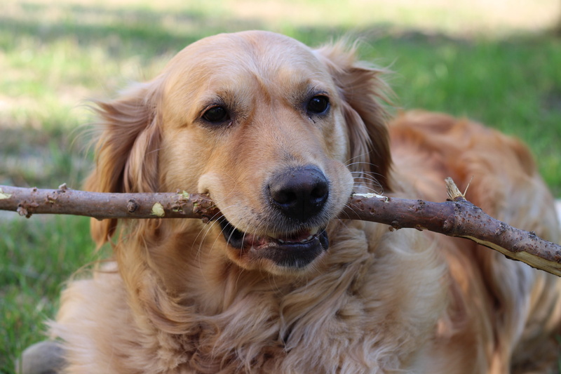 grass, golden retriever, favorite, fun, looking at camera, golden retriver, land, snout, focus on foreground, mammal, portrait, dog, outdoors, one animal
