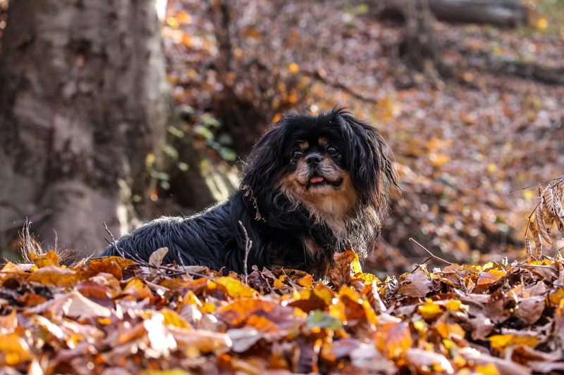 nature, change, forest, puppy, dog britt, mammal, my favorite, outdoors, 4K, animal head, daytime, dog, pets, domestic, animal, autumn still life, domestic animals