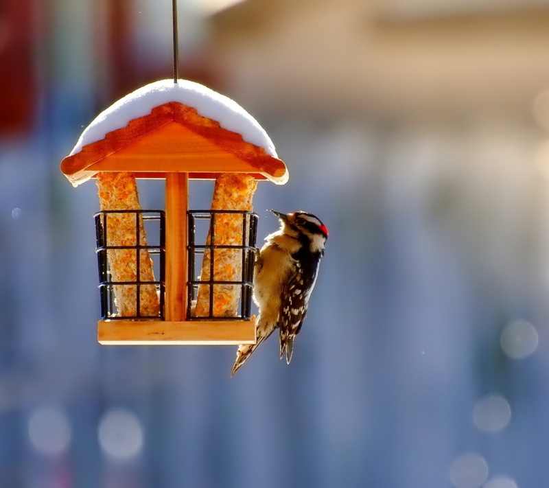 animals in the wild, bird feeder, food, focus on foreground, animal, hanging, perching, day, one animal, outdoors, vertebrate, close-up, bird, eating, animal themes