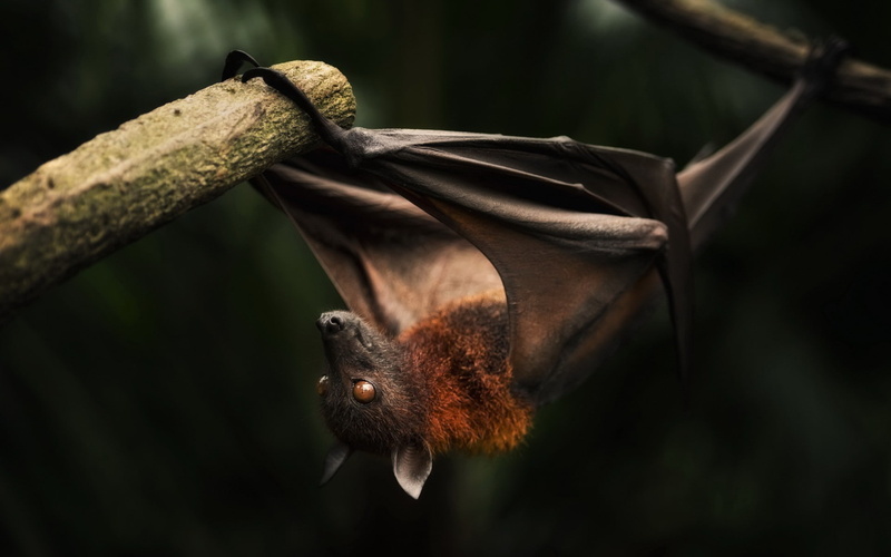 1080P, animal wildlife, bird, no people, perching, animal, vertebrate, tree, close-up, rodent, mammal, animals, focus on foreground, branch, one animal