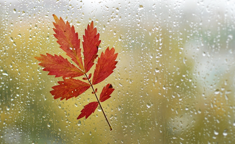 dew, wet, nikon, no people, Drops, drop, Rain, weather, change, nikkor, nature, brightly lit, Window, Fall, Autumn, maple leaf, beauty in nature, close-up